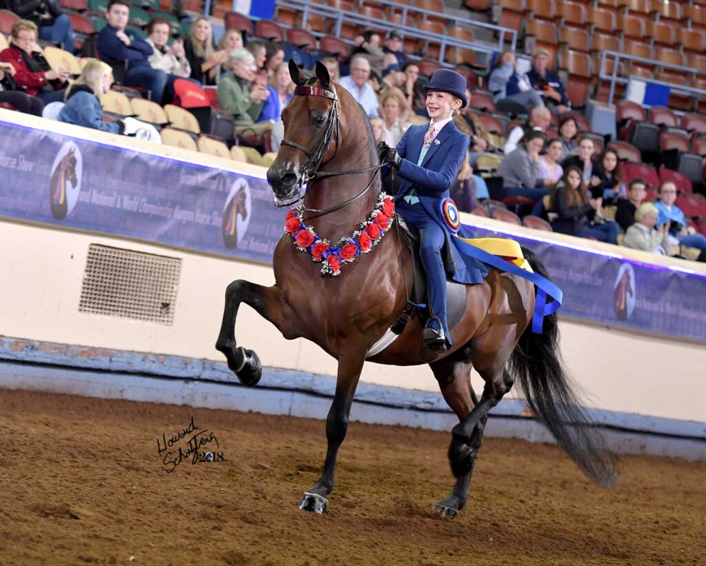 Junior exhibitor showing an English pleasure champion