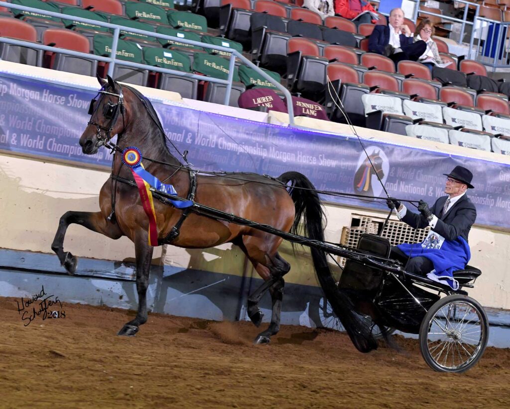 Pleasure driving champion horse and driver