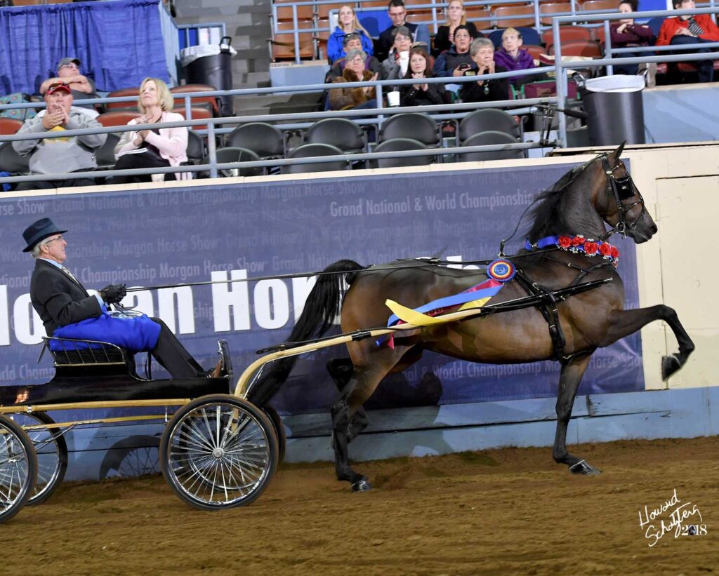 Rushton Stables park harness World Champion in the show ring