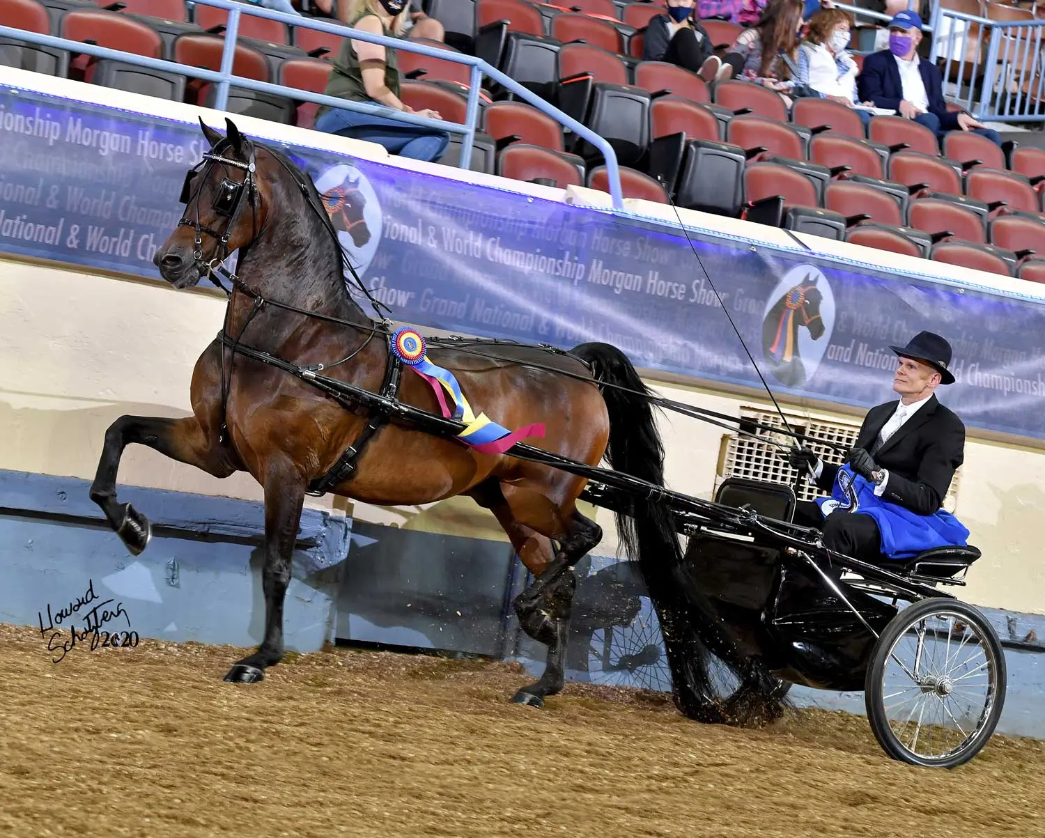 A Rushton Stables championship horse competing in harness