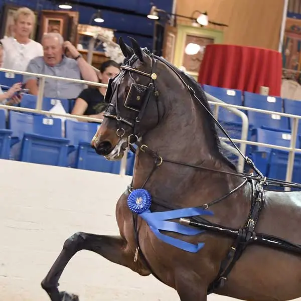 Award-winning driving horse from Rushton Stables