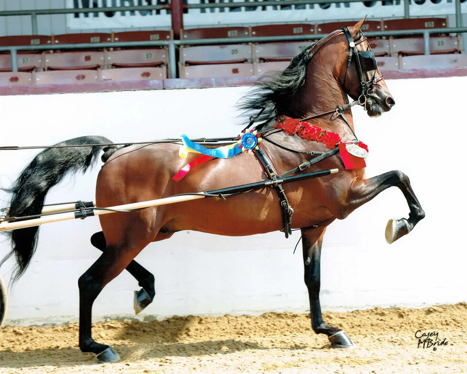 Indian Creek Mastermind competing in pleasure driving