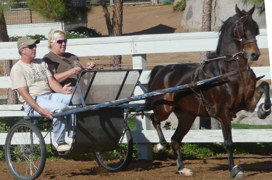 A horse and driver during a driving lesson