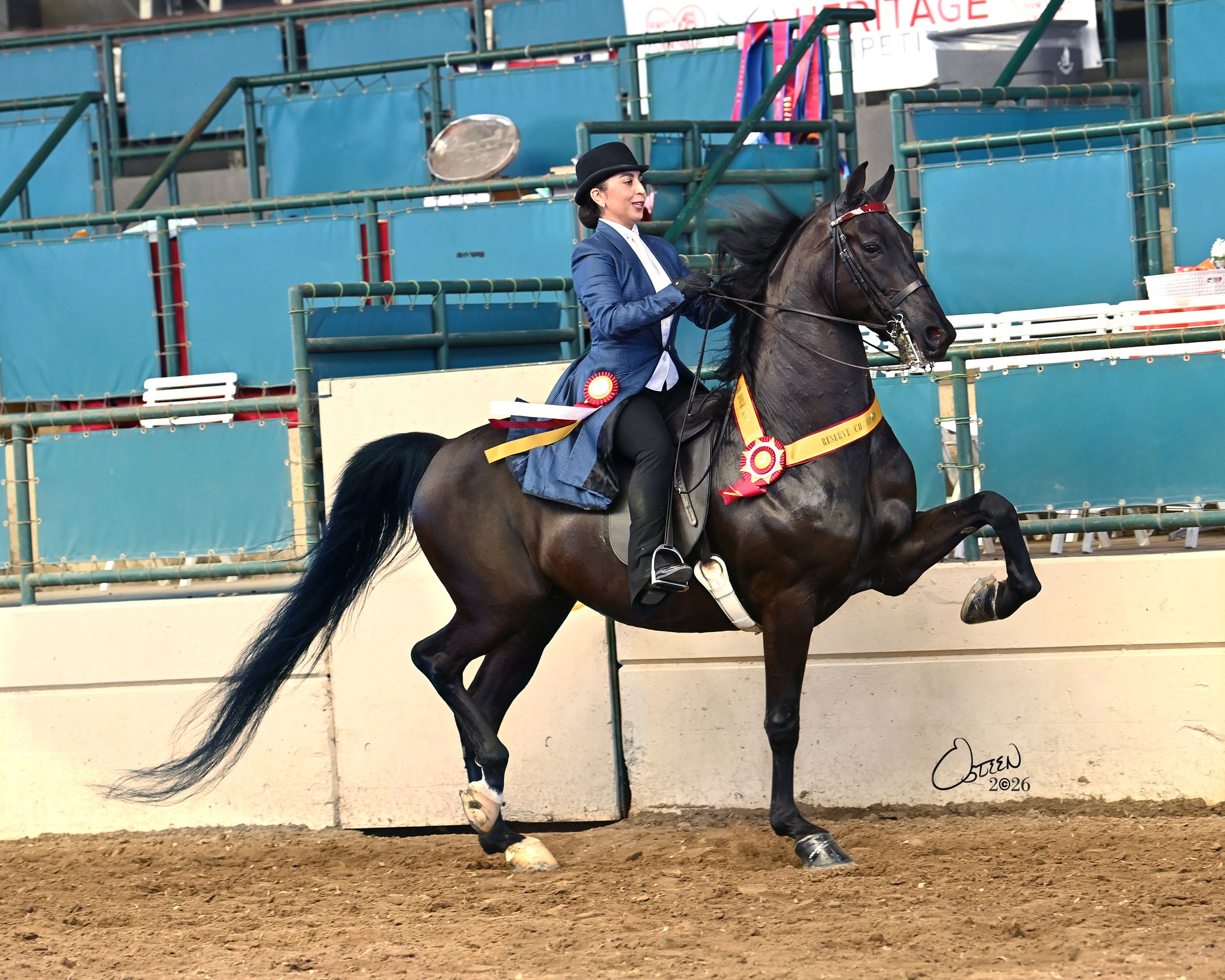 HTLD Black Diamond under saddle with a rider and championship ribbons