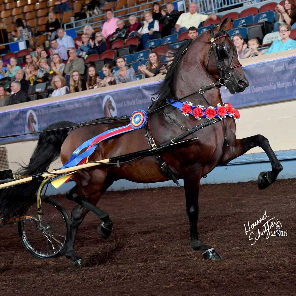 A Rushton Stables stallion competing in harness