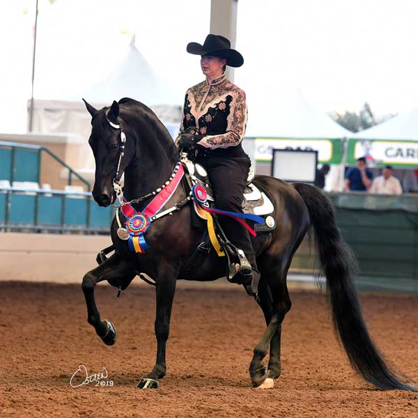 Western pleasure horse and rider wearing championship ribbons
